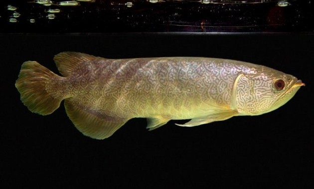 top 10+ ikan arwana termahal, bisa tembus miliaran rupiah lho!