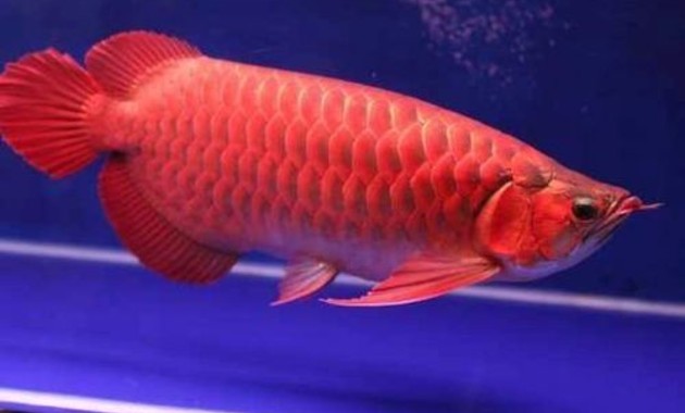 top 10+ ikan arwana termahal, bisa tembus miliaran rupiah lho!
