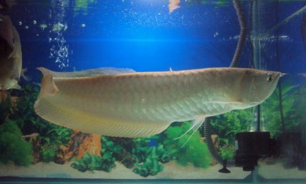 top 10+ ikan arwana termahal, bisa tembus miliaran rupiah lho!