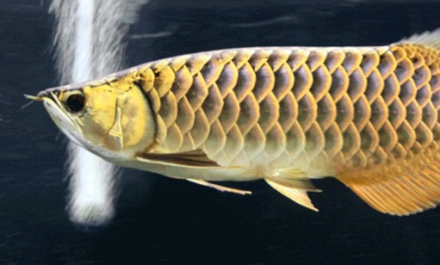 top 10+ ikan arwana termahal, bisa tembus miliaran rupiah lho!