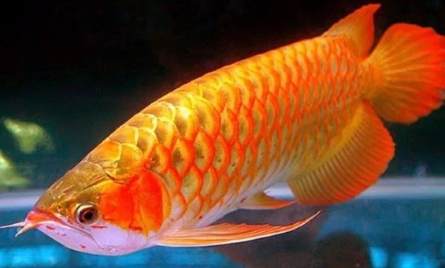 top 10+ ikan arwana termahal, bisa tembus miliaran rupiah lho!