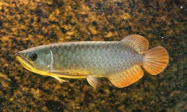 Top 10+ Ikan Arwana Termahal, Bisa Tembus Miliaran Rupiah Lho!