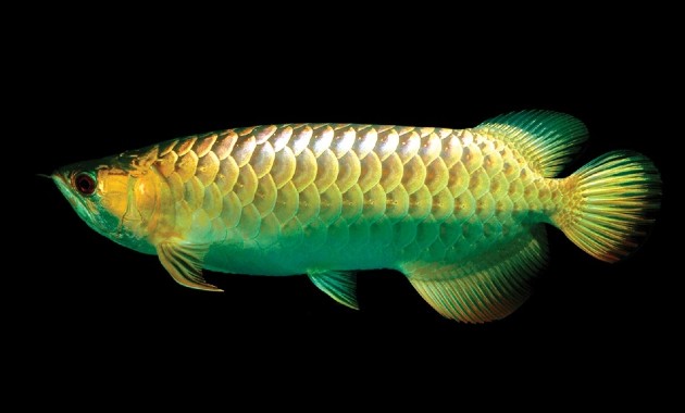 top 10+ ikan arwana termahal, bisa tembus miliaran rupiah lho!