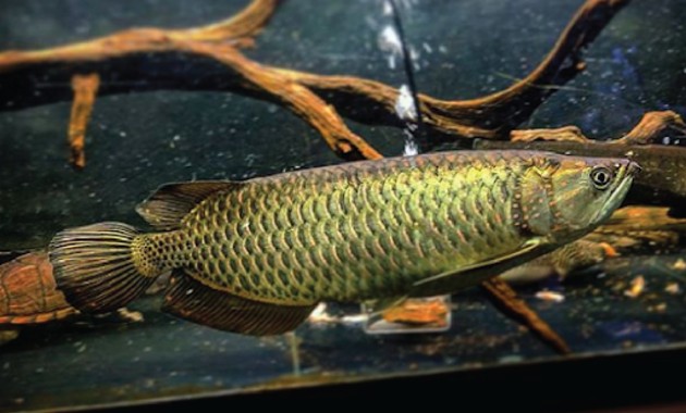 top 10+ ikan arwana termahal, bisa tembus miliaran rupiah lho!