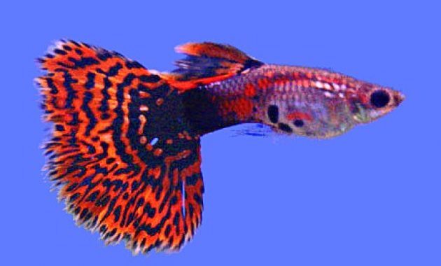 top 10+ ikan guppy termahal di dunia, manakah yang paling bagus?