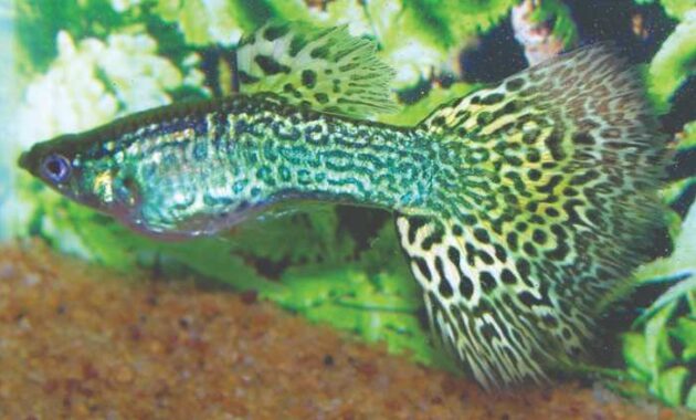 top 10+ ikan guppy termahal di dunia, manakah yang paling bagus?