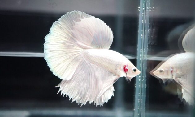 top 10+ ikan guppy termahal di dunia, manakah yang paling bagus?