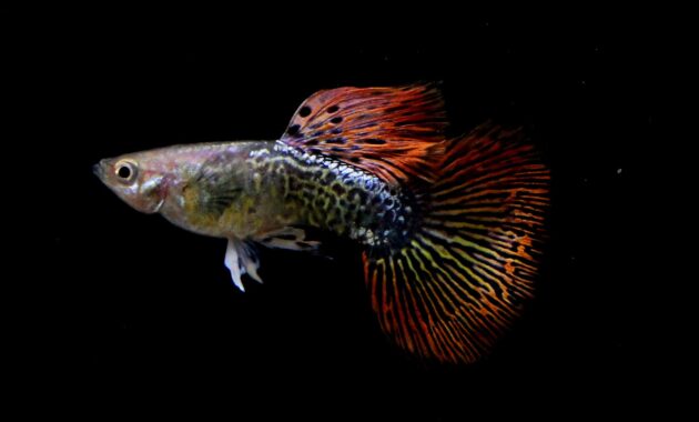 top 10+ ikan guppy termahal di dunia, manakah yang paling bagus?