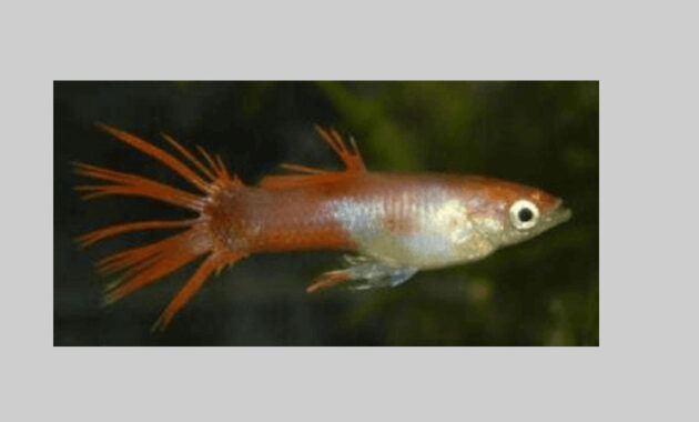 top 10+ ikan guppy termahal di dunia, manakah yang paling bagus?