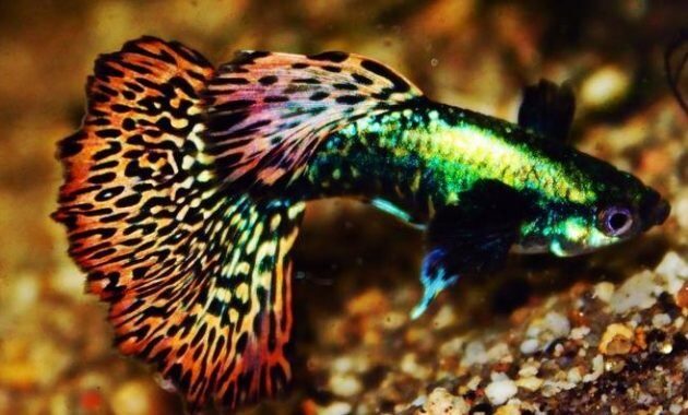 top 10+ ikan guppy termahal di dunia, manakah yang paling bagus?