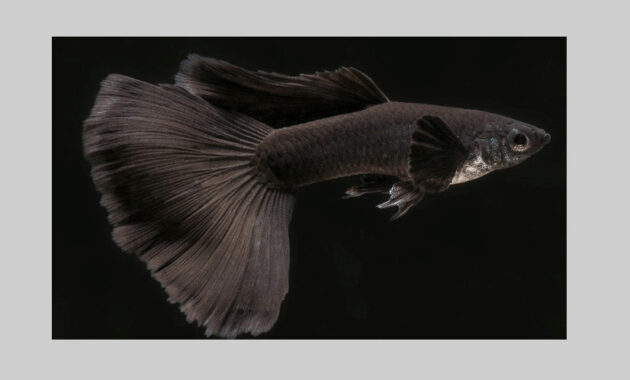 top 10+ ikan guppy termahal di dunia, manakah yang paling bagus?