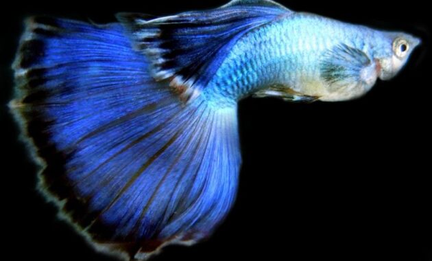 top 10+ ikan guppy termahal di dunia, manakah yang paling bagus?