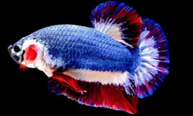 Top 10+ Ikan Hias Air Tawar Termahal di Dunia, Cocok Untuk Para ...