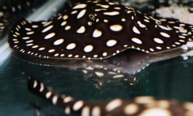 top 10+ ikan hias air tawar termahal di dunia, cocok untuk para kolektor!