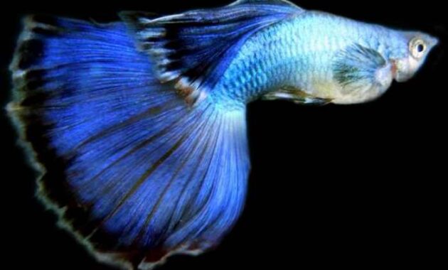 top 10+ ikan hias air tawar termahal di dunia, cocok untuk para kolektor!