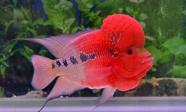 top 10+ ikan hias air tawar termahal di dunia, cocok untuk para kolektor!