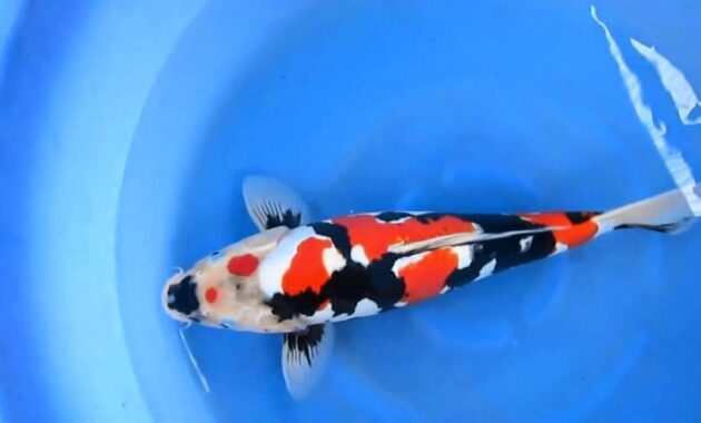 top 10+ ikan koi termahal di dunia, panggilan buat para kolektor!