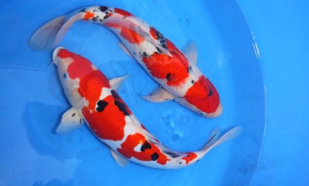 Top 10+ Ikan Koi Termahal di Dunia, Panggilan Buat Para Kolektor!