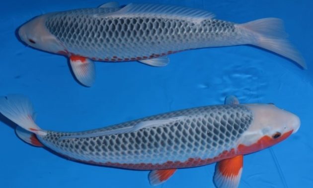 top 10+ ikan koi termahal di dunia, panggilan buat para kolektor!