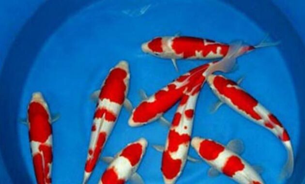 top 10+ ikan koi termahal di dunia, panggilan buat para kolektor!