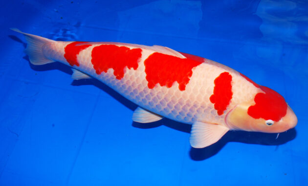 top 10+ ikan koi termahal di dunia, panggilan buat para kolektor!