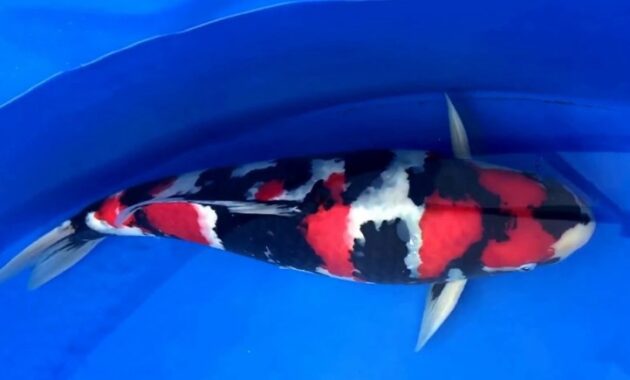 top 10+ ikan koi termahal di dunia, panggilan buat para kolektor!