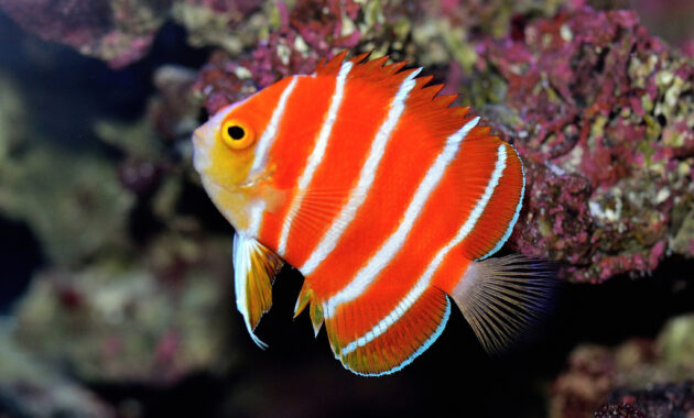 top 10+ ikan termahal di dunia, dari ikan hias hingga konsumsi