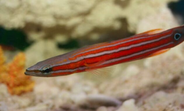 top 10+ ikan termahal di dunia, dari ikan hias hingga konsumsi