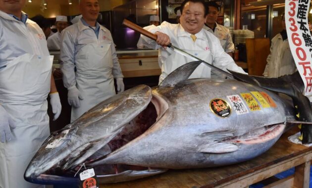 Top 10+ Ikan Termahal di Dunia, Dari Ikan Hias Hingga Konsumsi