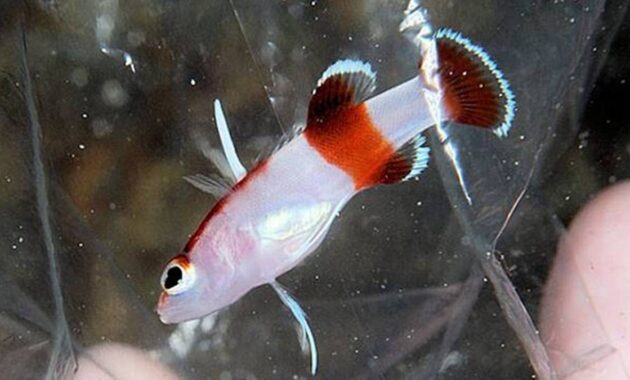 top 10+ ikan termahal di dunia, dari ikan hias hingga konsumsi