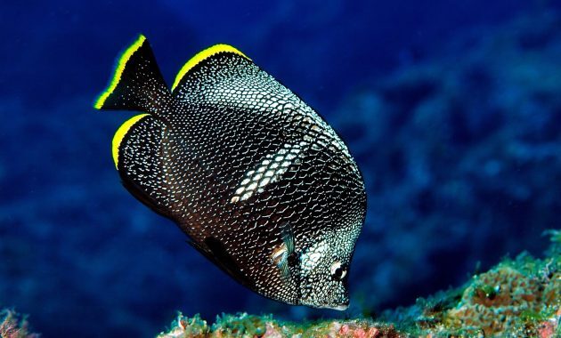 top 10+ ikan termahal di dunia, dari ikan hias hingga konsumsi