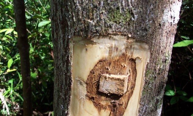 Top 10+ Kayu Termahal di Dunia, Bagaimana Dengan Kualitasnya?