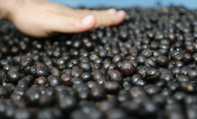 Top 10+ Kopi Termahal di Dunia, Adakah Favoritmu?