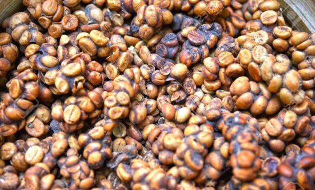 top 10+ kopi termahal di dunia, adakah favoritmu?