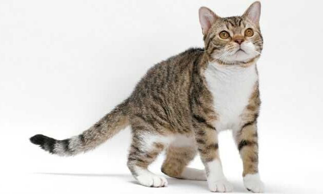top 10+ kucing termahal di dunia, adakah ras kucing peliharaan kalian?