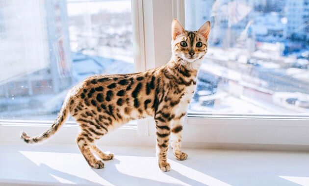 Top 10+ Kucing Termahal di Dunia, Adakah Ras Kucing Peliharaan Kalian?