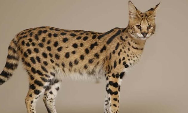 top 10+ kucing termahal di dunia, adakah ras kucing peliharaan kalian?