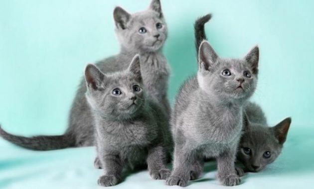 top 10+ kucing termahal di dunia, adakah ras kucing peliharaan kalian?