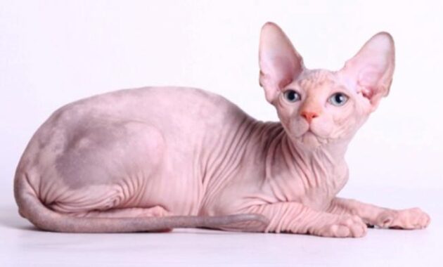 top 10+ kucing termahal di dunia, adakah ras kucing peliharaan kalian?