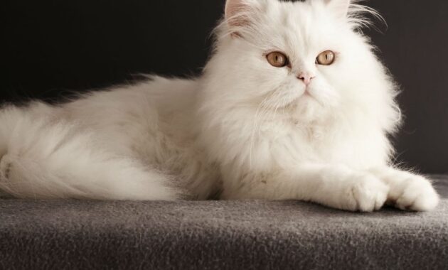 top 10+ kucing termahal di dunia, adakah ras kucing peliharaan kalian?