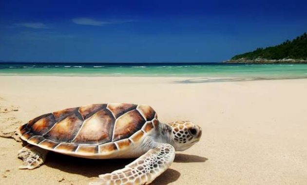 top 10+ pantai bagus di banyuwangi wajib dikunjungi, mana yang bisa untuk snorkeling dan camping?