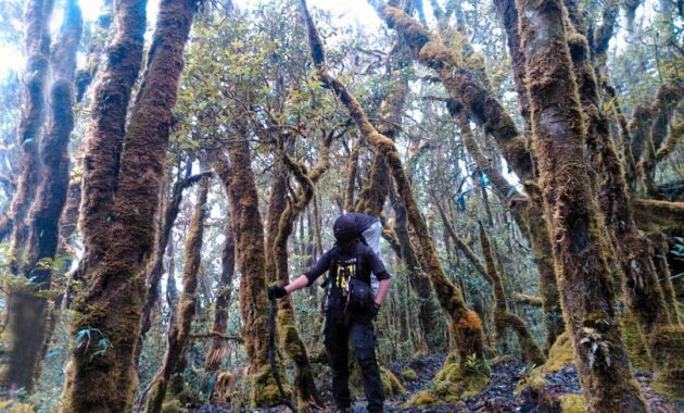 top 10+ referensi gunung favorit para pendaki di daerah sulawesi selatan yang memiliki keindahan luar biasa
