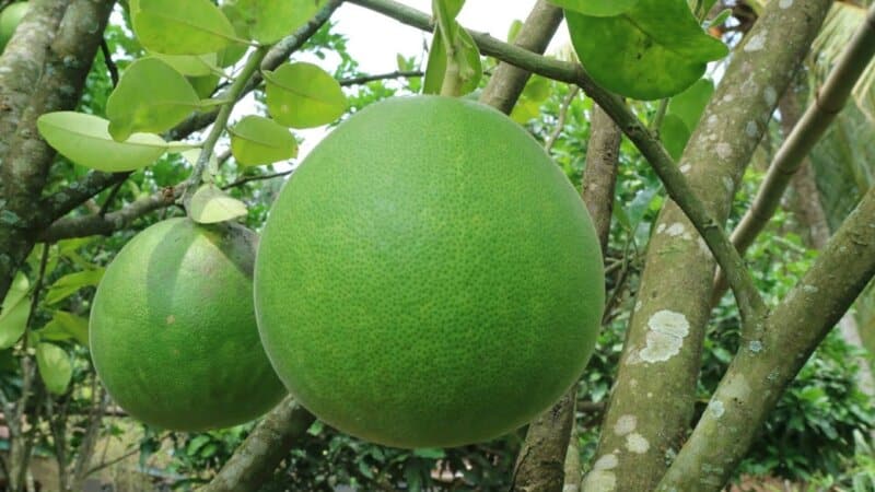 buah tangan khas pati, cemilan khas pati, cinderamata khas pati, jajanan khas pati, makanan khas pati, minuman khas pati, oleh-oleh khas pati, souvenir khas pati, top 17+ oleh-oleh khas pati paling legendaris, makanan, souvenir, cemilan dll
