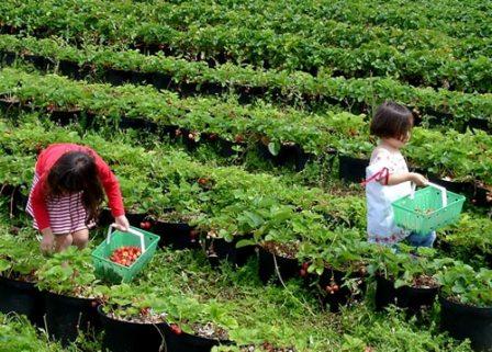 destinasi wisata di ciwidey, kolam renang di ciwidey, objek wisata di ciwidey, pemandian air panas di ciwidey, tempat liburan di ciwidey, tempat rekreasi di ciwidey, tempat wisata alam di ciwidey, tempat wisata di ciwidey, waterboom di ciwidey, waterpark di ciwidey, wisata di ciwidey, top 21+ tempat wisata di ciwidey terpopuler & terhits yang wajib dikunjungi