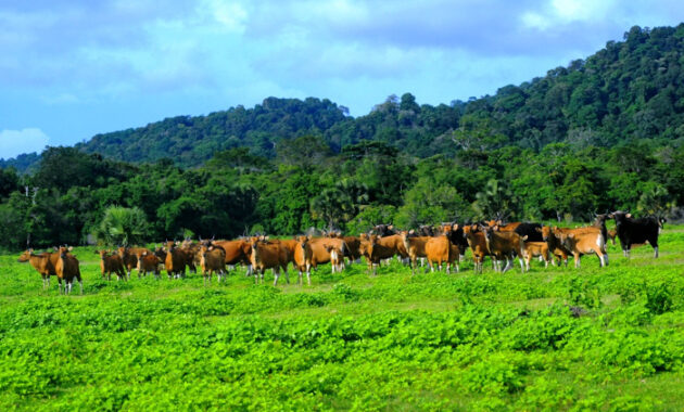 top 40+ objek wisata di banyuwangi, sudah ke sini belum?