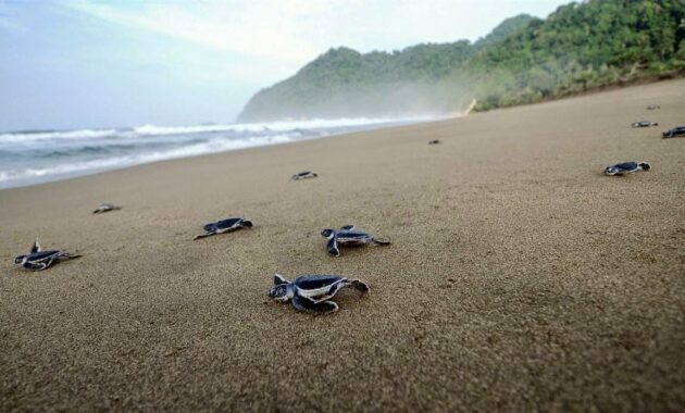 top 40+ objek wisata di banyuwangi, sudah ke sini belum?