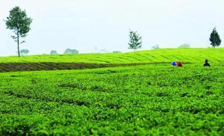 lokasi wisata di cianjur, objek wisata di cianjur, obyek wisata di cianjur, panduan wisata di cianjur, tempat wisata di cianjur, wisata di cianjur, top 53+ tempat wisata di cianjur terbaru & paling hits yang wajib dikunjungi