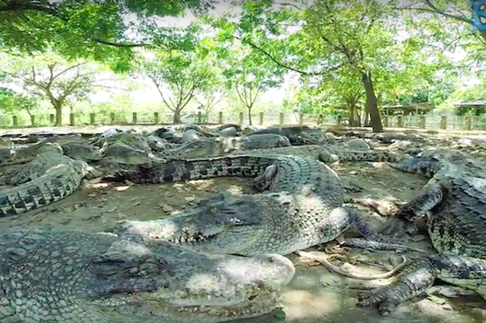 bendungan pintu air sepuluh, kolam renang wisata di tangerang, marcopolo water adventure, masjid al-adzom, masjid pintu seribu, ocean park water adventure, pantai di tangerang, pantai tanjung kait, pantai tanjung pasir, pulau cangkir, situ cipondoh, taman buaya tanjung pasir, taman di tangerang, tangerang, tempat wisata, tempat wisata di tangerang, waterpark di tangerang, top 63+ tempat wisata di tangerang terbaru & terhits yang wajib dikunjungi