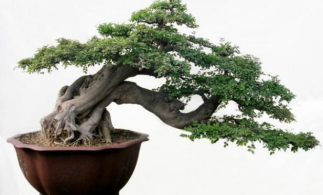 top 7+ bonsai serut termahal, cocok buat pecinta tanaman kerdil