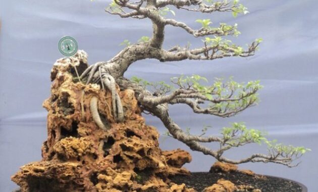 top 7+ bonsai serut termahal, cocok buat pecinta tanaman kerdil